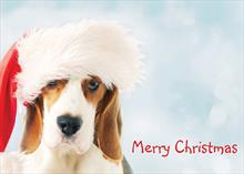 95108-N<br>Best in Show this Christmas!