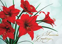 4016-P<br>Holiday Amaryllis