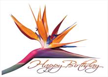 4152-N<br>Bird of Paradise Birthday